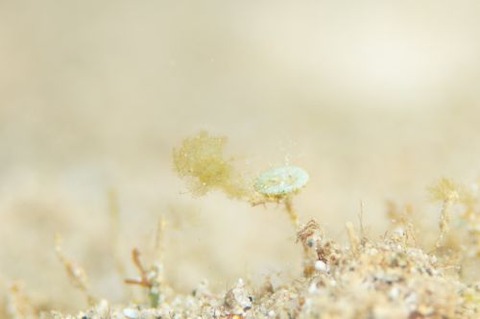 フィコカリス・シムランス