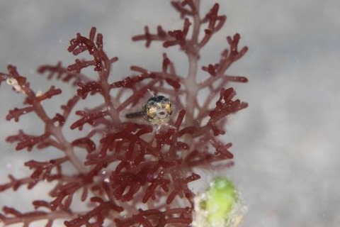 ハタタテギンポ