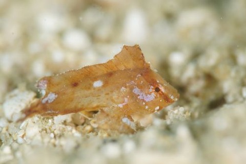 ツマジロオコゼ