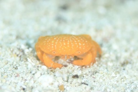 オウギガニ科の1種