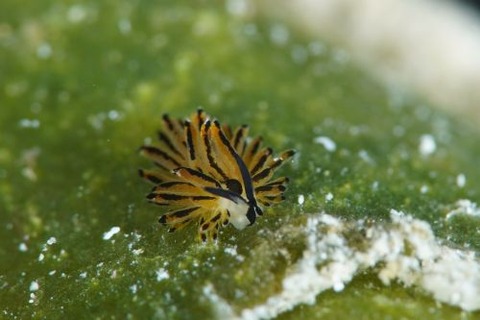 イリオモテモウミウシ