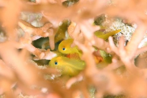 アカネダルマハゼ