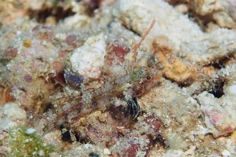 ホタテヘビギンポ