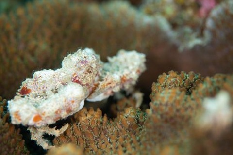 ヒシガニ科の1種