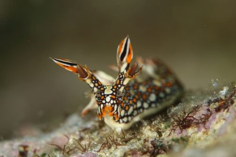 ヒオドシユビウミウシ