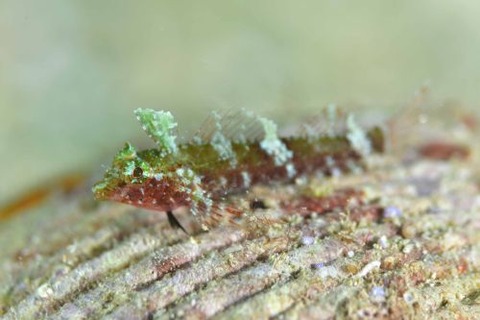 セグロヘビギンポ