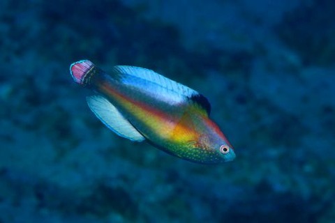 ベニヒレイトヒキベラ