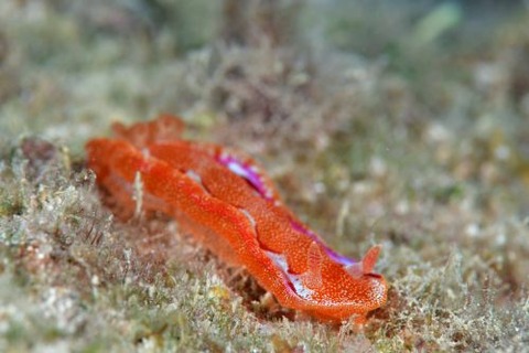 ミカドウミウシ