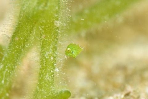 セダカカワハギ