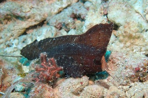 ツマジロオコゼ