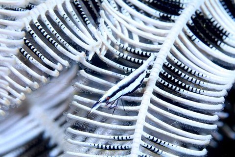 チビウミシダエビ