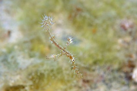 ニシキフウライウオ