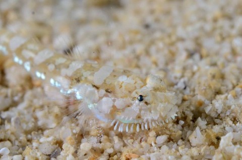 ヒゲモジャハゼ