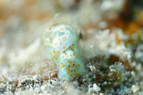 ブドウガイ属の1種