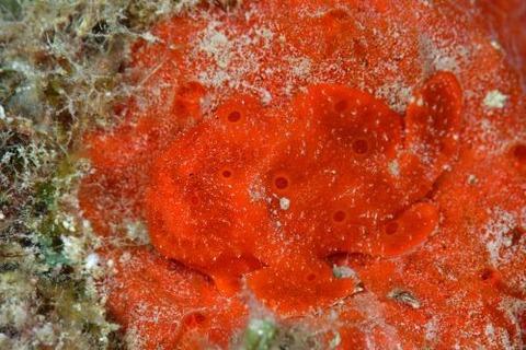 オオモンカエルアンコウ