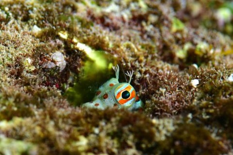 モンツキカエルウオ