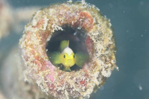 ナカモトイロワケハゼ