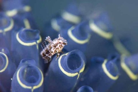 ハタタテギンポ