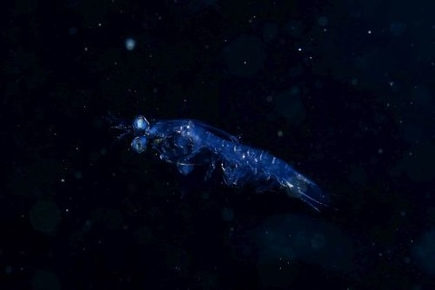 刺激的な水中生物