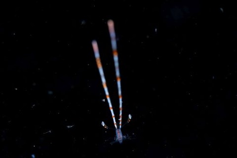 刺激的な水中生物