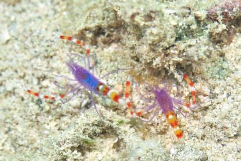 バイオレットボクサーシュリンプ