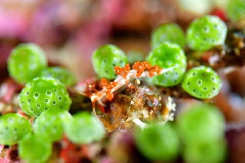 サビイロミノウミウシ