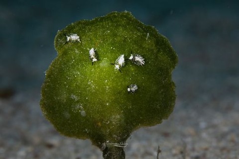 ウサギモウミウシ