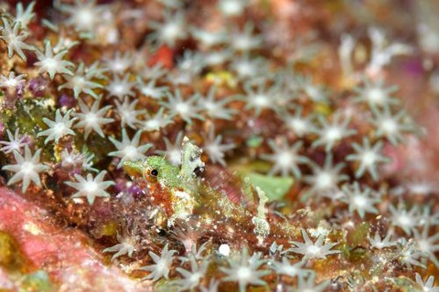 セグロヘビギンポ