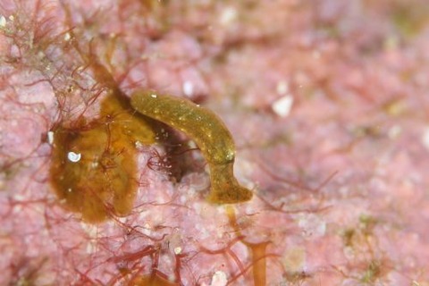 シャクトリミドリガイ