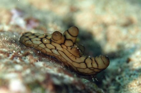 イボベッコウタマガイ