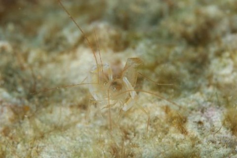 ミクロプロステマ・タケダイ