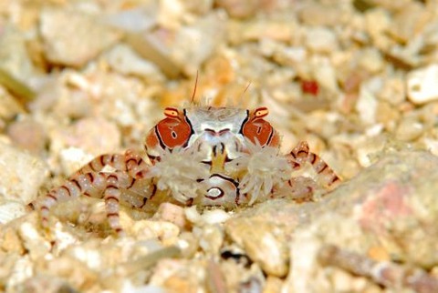 キンチャクガニ