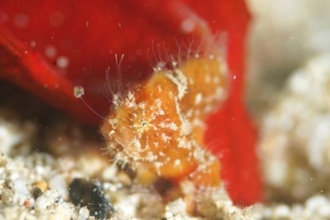 ボンボリカエルアンコウ