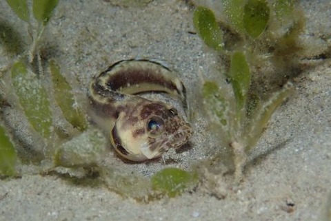カエルアマダイ属の1種