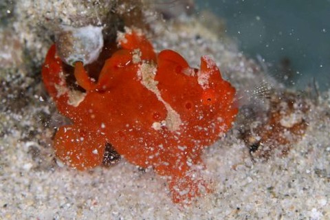 オオモンカエルアンコウ