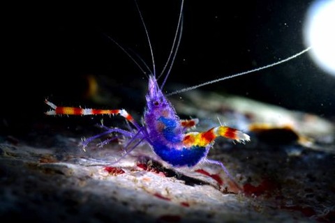 ステノプス・テヌイロストリス