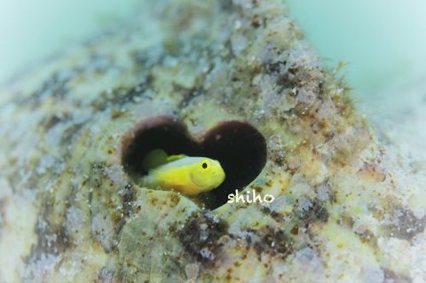 ナカモトイロワケハゼ