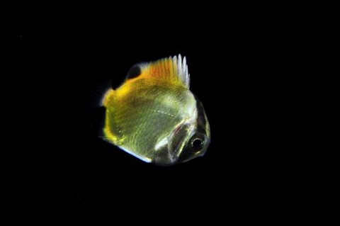 刺激的な水中生物