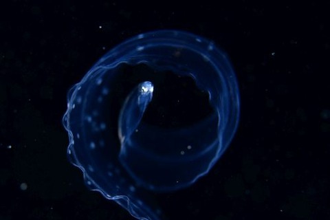 刺激的な水中生物