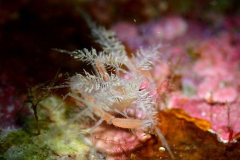 ミクロプロステマ・プルミコールネ