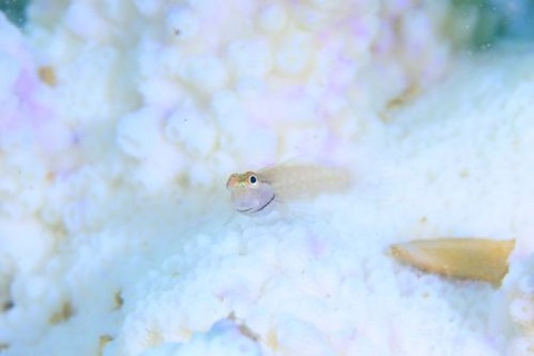 イシガキカエルウオ