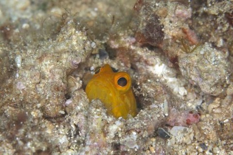 ホシカゲアゴアマダイ