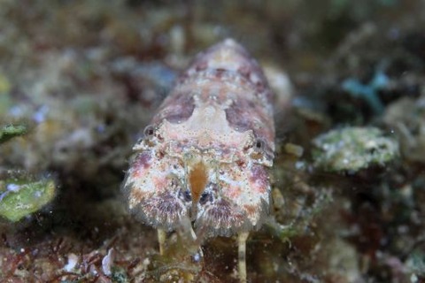 ツメナガヒメセミエビ