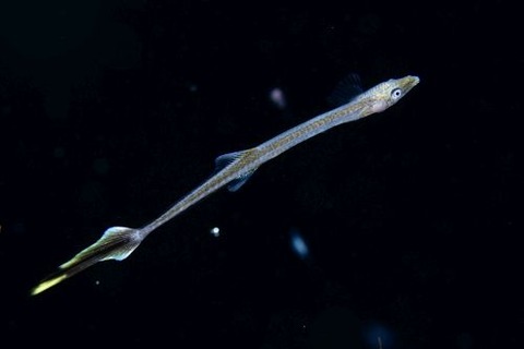 刺激的な水中生物