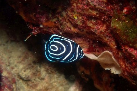 タテジマキンチャクダイ