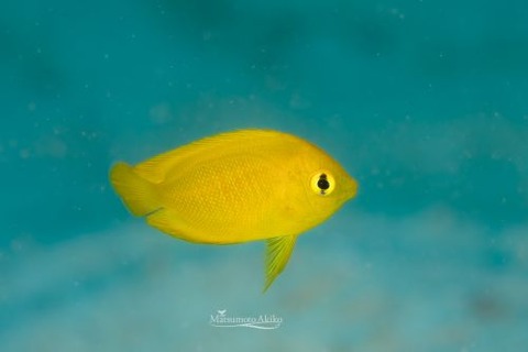 ヘラルドコガネヤッコ