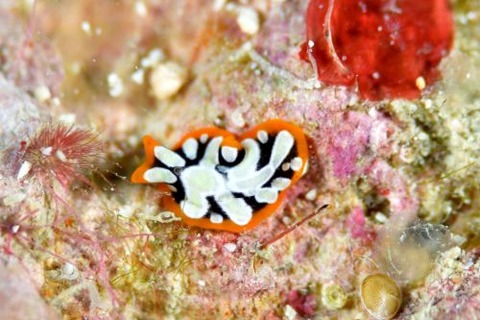 ビンガタニセツノヒラムシ