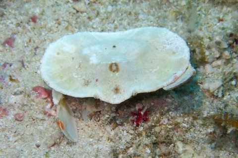 ヒメメンコヒシガニ