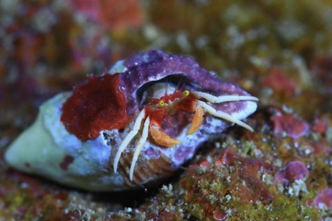 シダラミギキキヨコバサミ