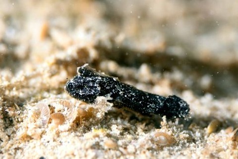 イボオコゼ科の1種